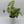 Syngonium Pink Vein