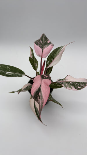 Philodendron Pink Princess Galaxy