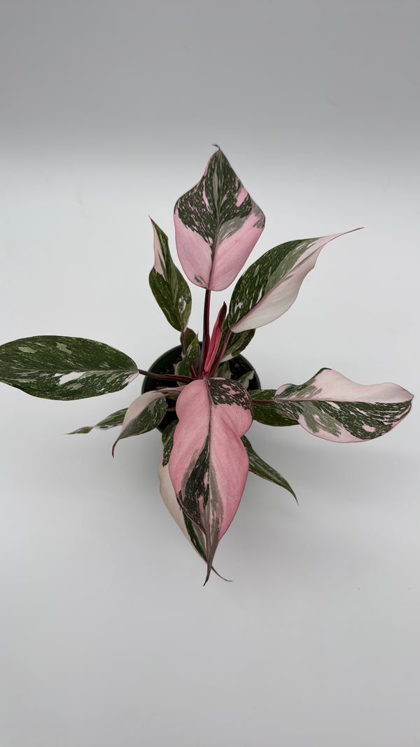 Philodendron Pink Princess Galaxy
