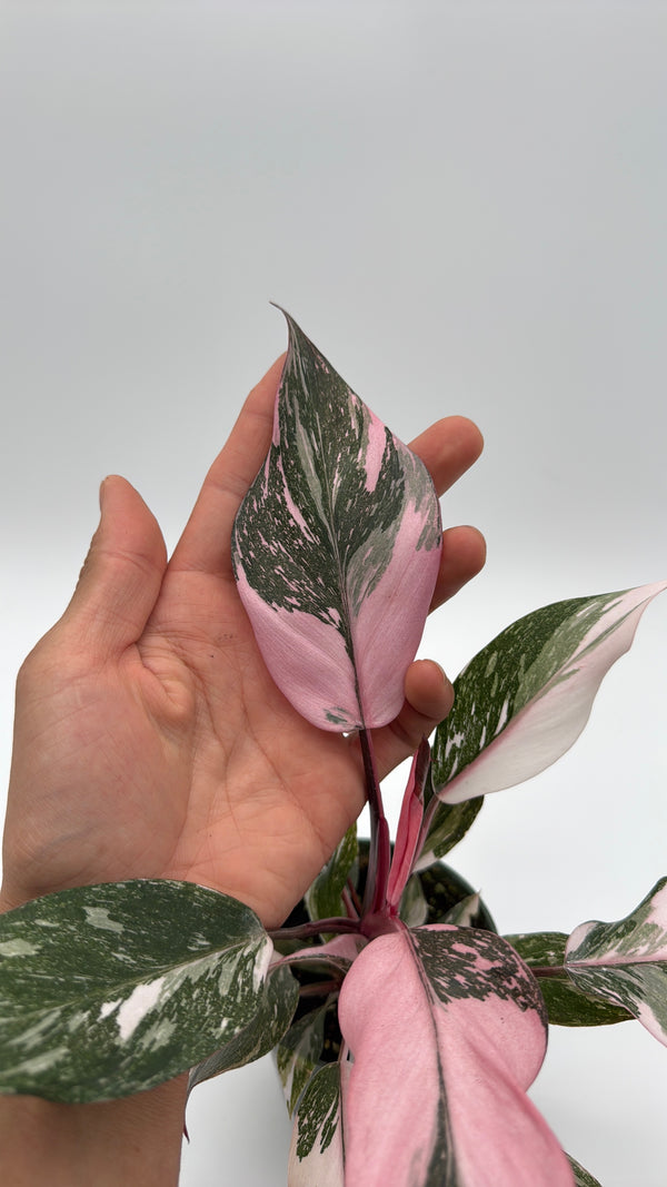 Philodendron Pink Princess Galaxy