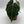 Anthurium Crystallinum