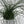 Juncus Effusus ‘Spiralis’