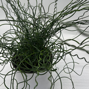 Juncus Effusus ‘Spiralis’