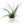 Juncus Effusus ‘Spiralis’