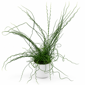 Juncus Effusus ‘Spiralis’