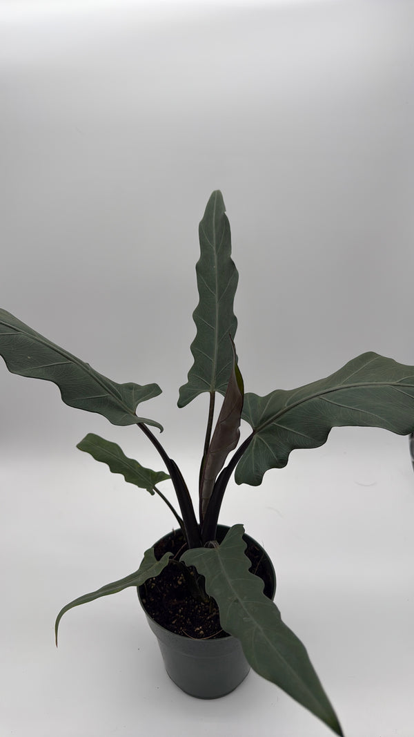 Alocasia Purple Sword