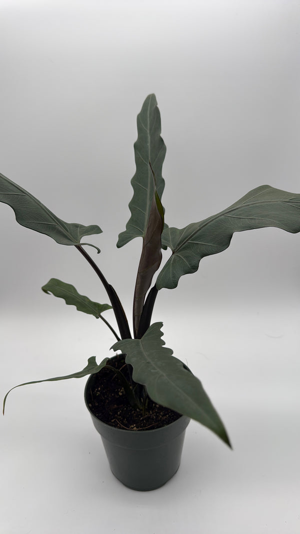 Alocasia Purple Sword