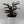 Calathea Rufibarba