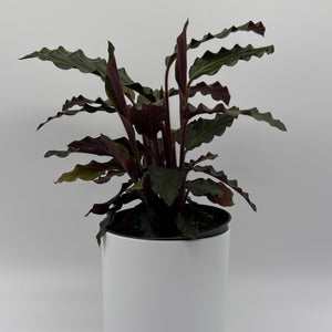 Calathea Rufibarba