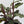 Calathea Rufibarba