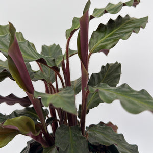 Calathea Rufibarba