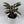 Calathea Rufibarba