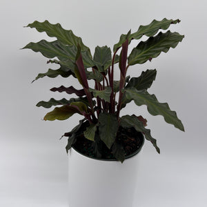 Calathea Rufibarba