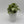 Syngonium Moonshine