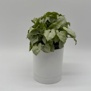 Syngonium Moonshine