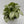 Syngonium Moonshine