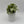 Syngonium Moonshine