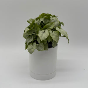 Syngonium Moonshine