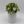 Syngonium Moonshine