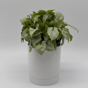 Syngonium Moonshine
