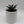 Blue Agave