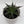 Blue Agave