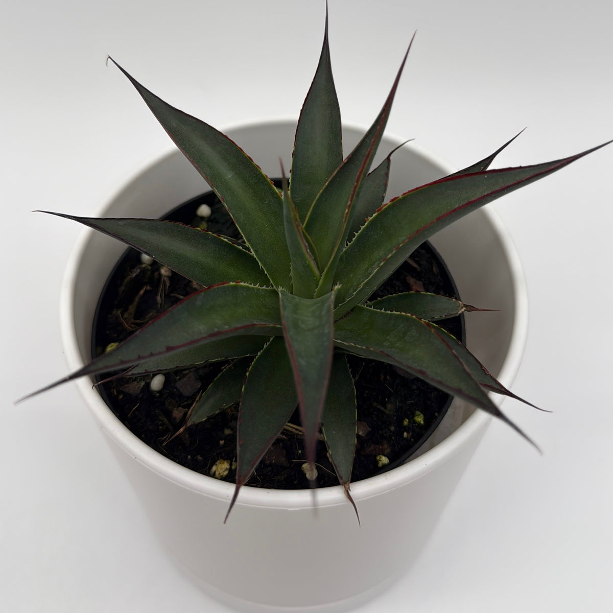 Runo Plants | Blue Agave Plant Care Guide – RUNOPLANTS