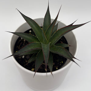 Blue Agave