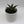 Blue Agave
