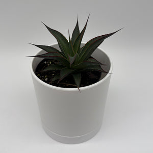 Blue Agave