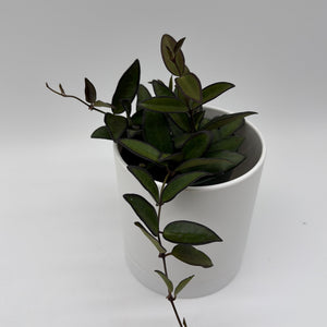 Hoya Rosita