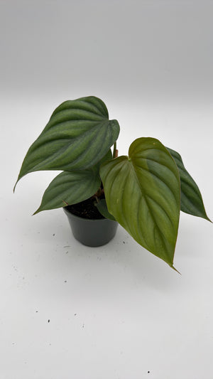 Philodendron Colombia