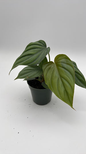 Philodendron Colombia