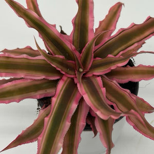 Cryptanthus ‘Ruby Star’