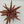 Cryptanthus ‘Ruby Star’