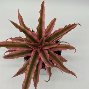 Cryptanthus ‘Ruby Star’