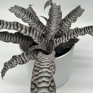 Cryptanthus ‘Absolute Zero’