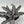 Cryptanthus ‘Absolute Zero’