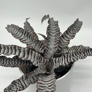 Cryptanthus ‘Absolute Zero’