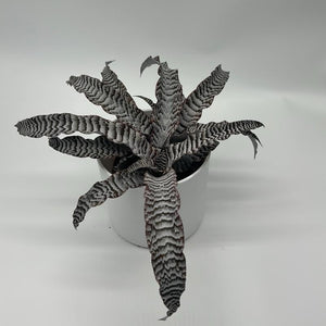 Cryptanthus ‘Absolute Zero’