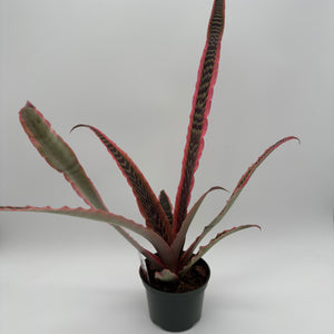 Cryptanthus Pink Earth Star