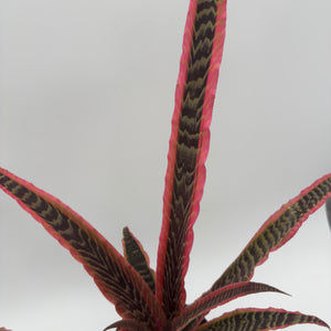 Cryptanthus Pink Earth Star