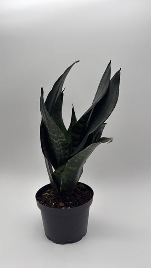 Sanseviera  'Black Dragon'