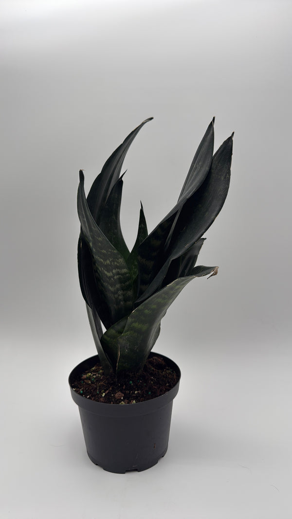 Sanseviera  'Black Dragon'