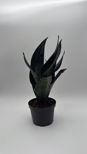 Sanseviera  'Black Dragon'