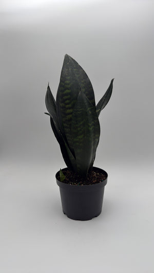 Sanseviera  'Black Dragon'