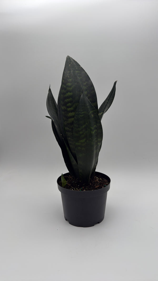 Sanseviera  'Black Dragon'