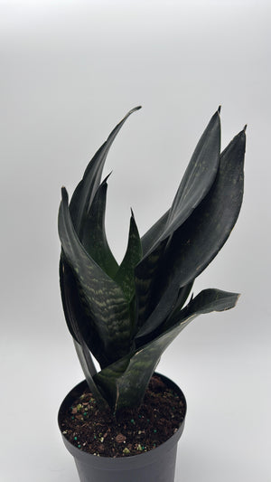 Sanseviera  'Black Dragon'
