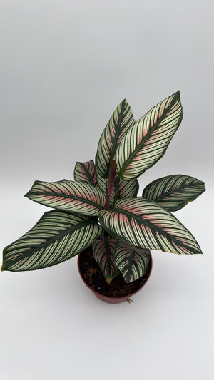 Calathea White Star