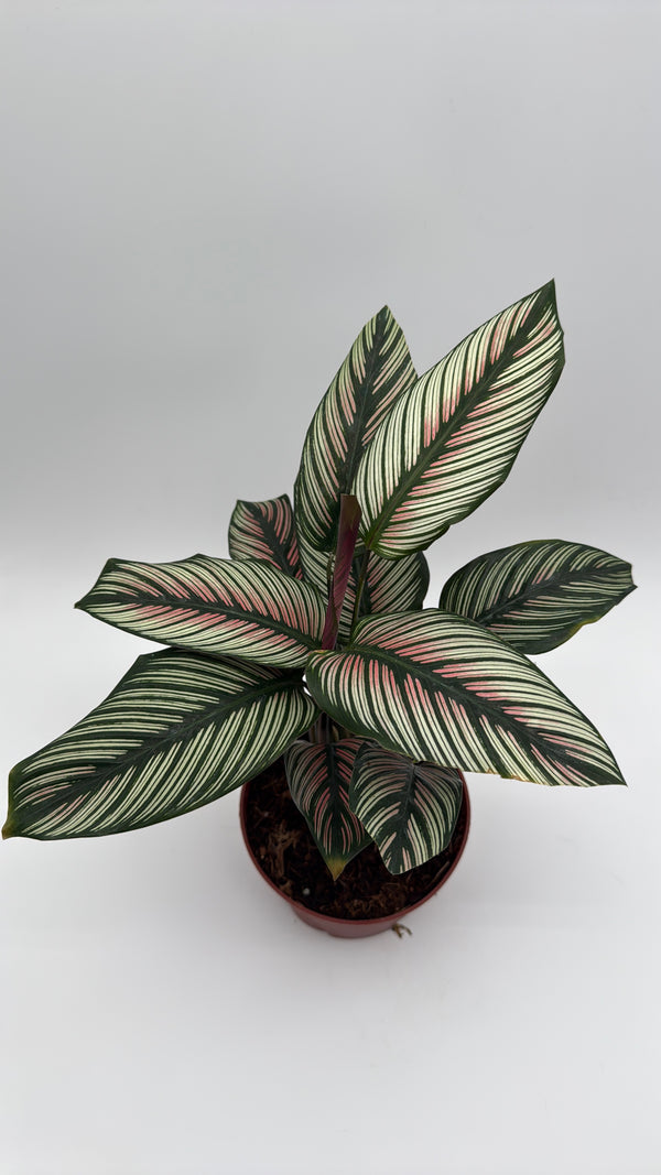 Calathea White Star